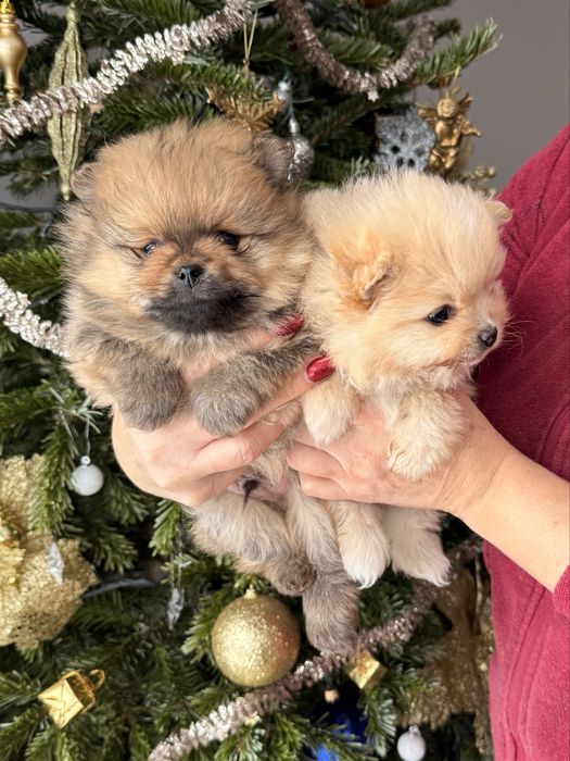 Piesek pomeranian orange typ misia