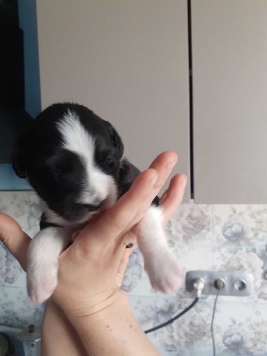 Цуценятка в хороші руки до люблячих господарів