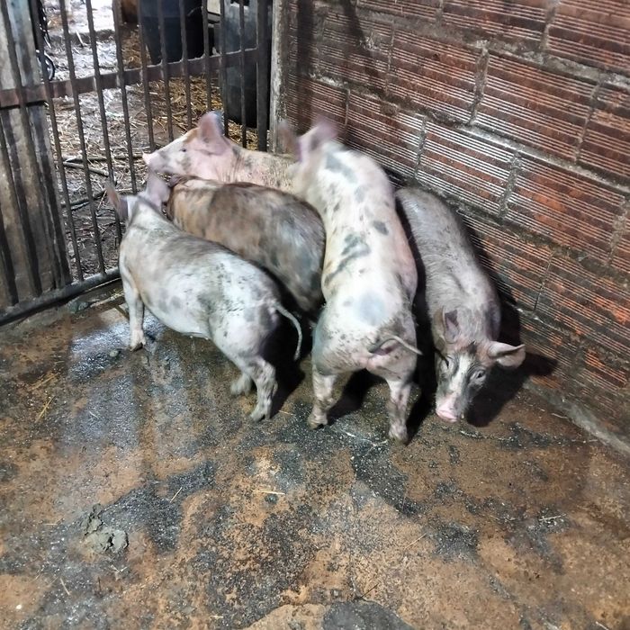 Leitões 30 kg pietran x duroc
