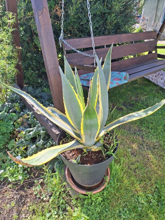 Agawa  pięcioletnia