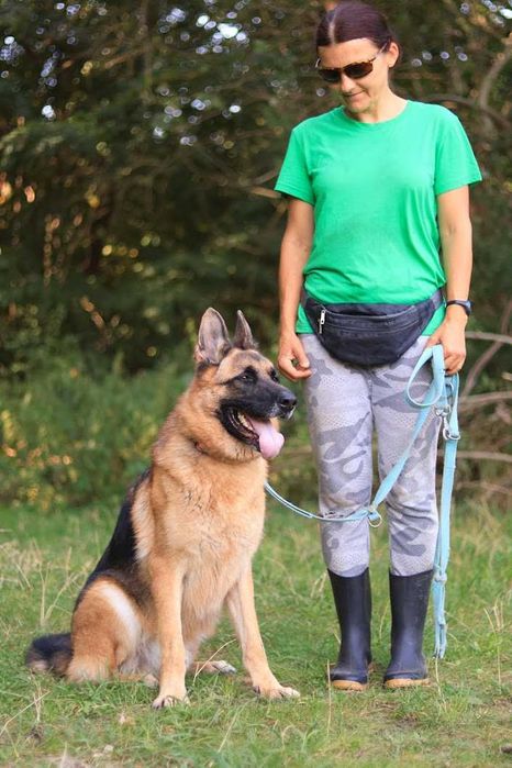 Negev - OWCZAREK niemiecki 5-letni, domowy, trzyma czystosc. [FILMIK]