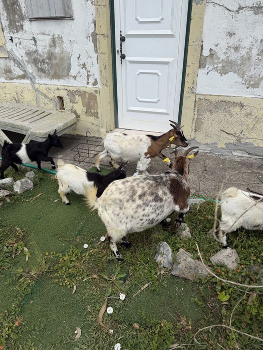 Cabras micro anas adultas