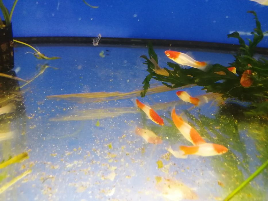 Mieczyk.        koi