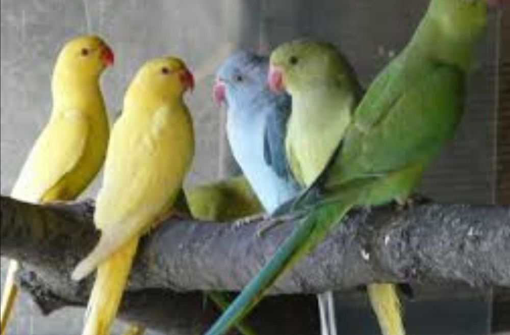 PAPUGA ALEKSANDRETTA obrożna ręcznie karmiona