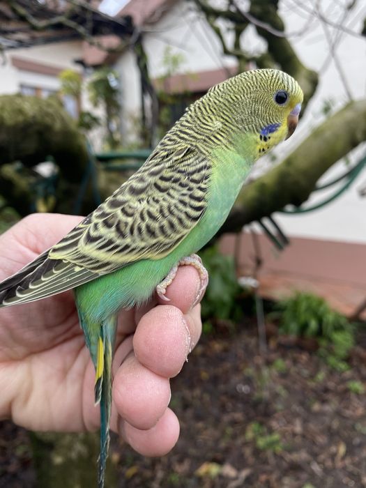 Periquito domesticado - baixa de preço