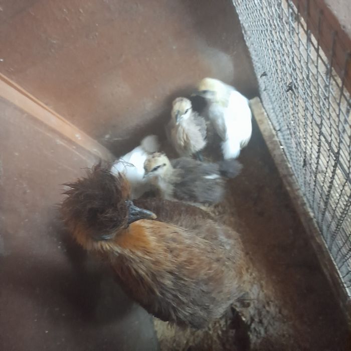 Casal de Sedosas do Japão .+4filhotes