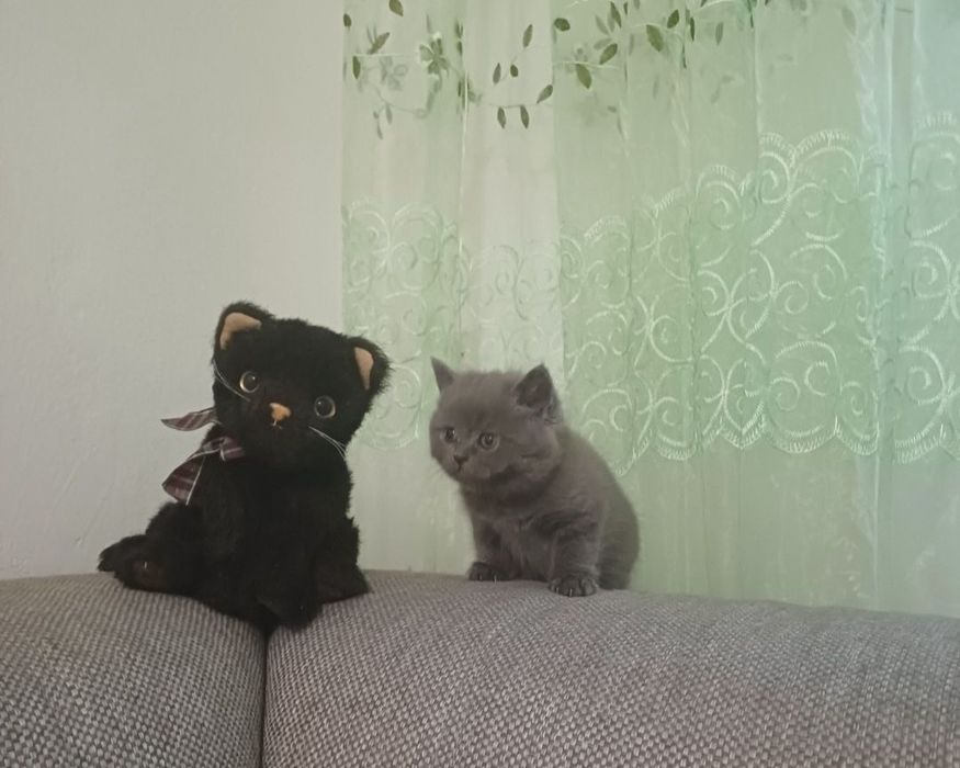 Бронь. Шотландские котята.