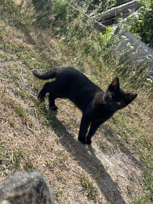 Kot koty kotki czarny szary