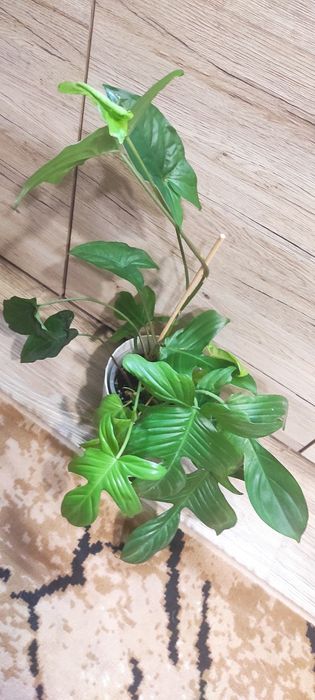 philodendron florida ghost