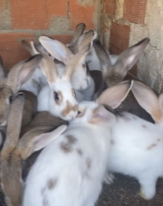 Coelhos disponiveis