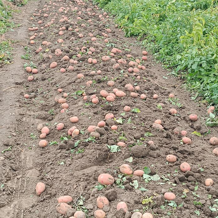 Ziemniaki jadalne czerwone Red Sonia worki po 15 kg