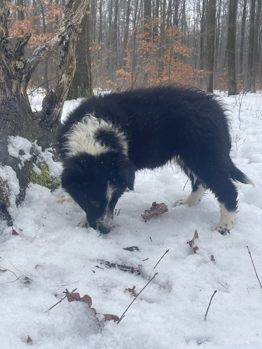 Border Collie piesek