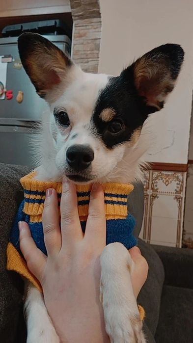 Caozinho para adoção