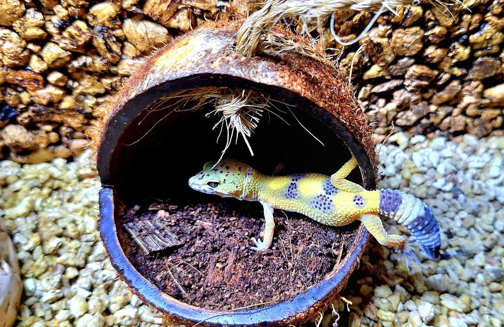 Gekonki lamparcie samice