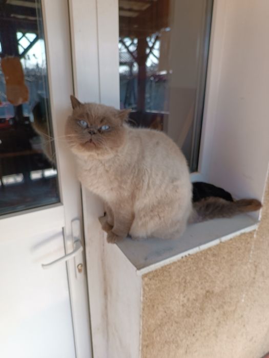 Віддам  два кота