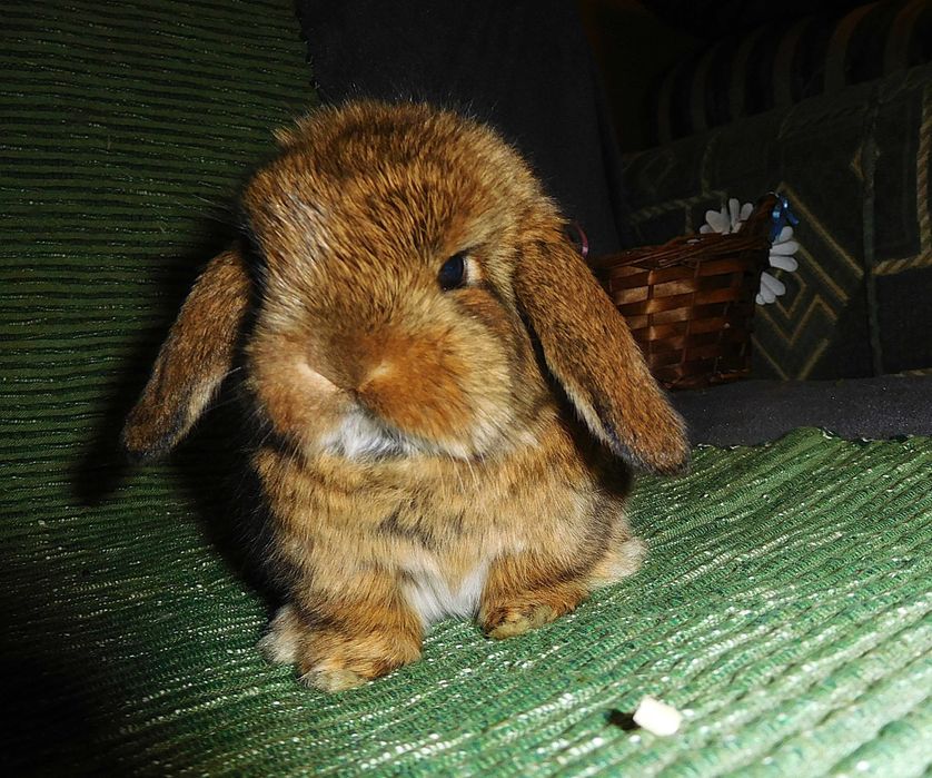 Śliczne króliczki Mini Lop