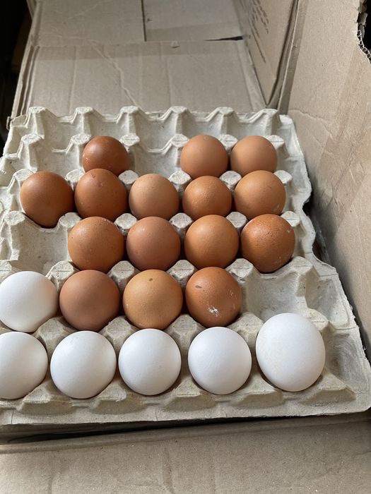 Яйцо опт розница столовое