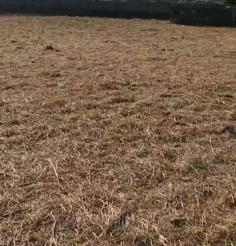 Manutenção de jardins e limpeza de terrenos