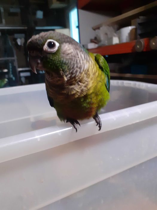 pyrrhuras   de varias mutações  ,criadas a mão.