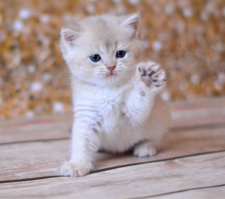 Британське кошеня дівчинка