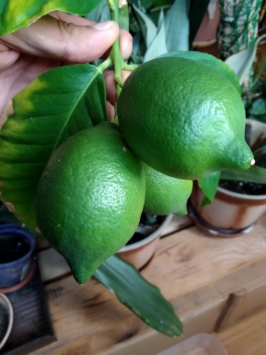 Лимон кімнатний крупноплодний