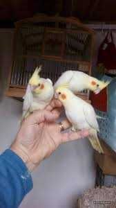 Vendo caturras meigas bebes