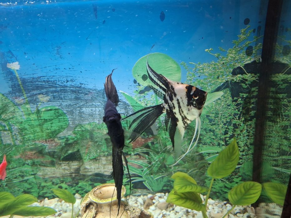 Продам акваріум з рибами та тумбою