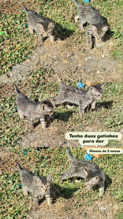 2 gatinhas para dar