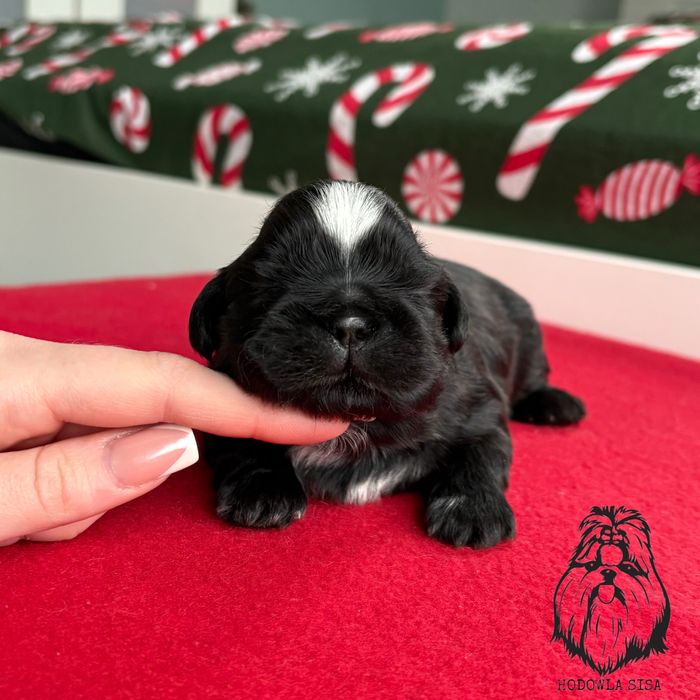 Shih Tzu czarny piesek gen czekoladowy