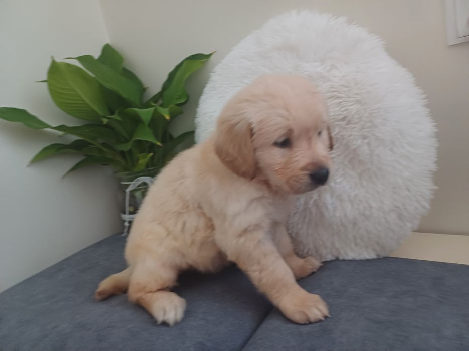 Suczka rasy Golden retriever