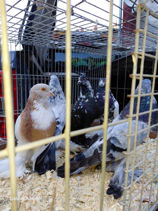 Garlacze pomorskie 70 zł sztuka