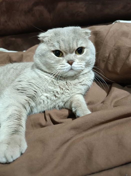 Вязка Шотландский Кот