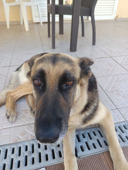 Cadela pastor alemão