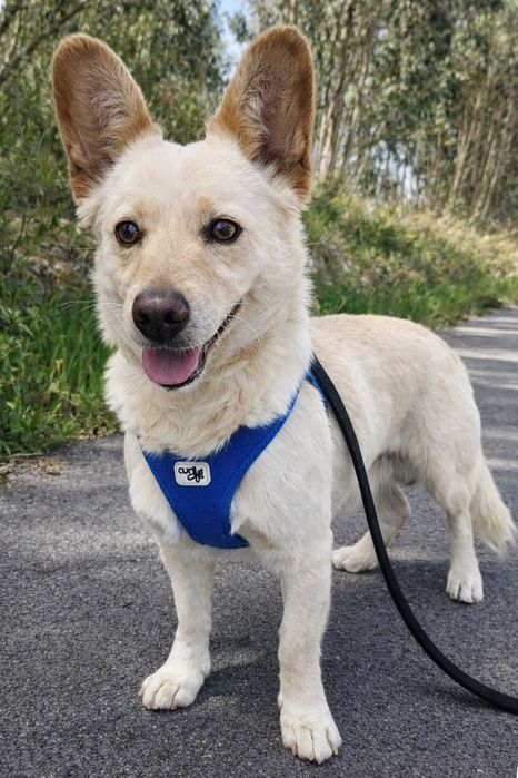 KENAI (Macho, Adulto) - Para Adoção