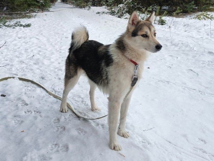 Метис лайки,девочка в поиске дома