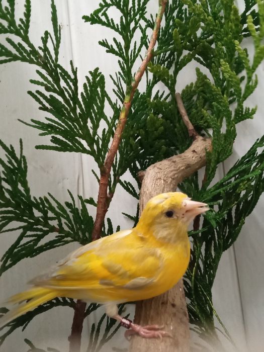 Spinus magelanicus mutação