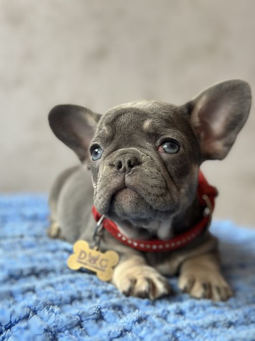 Щенки французского бульдога