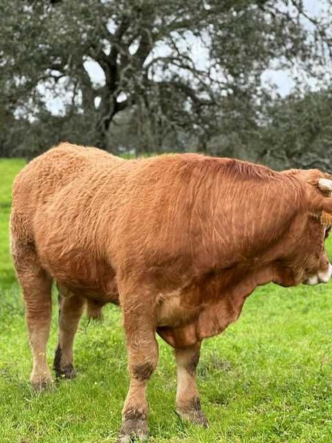 touro limousine registado