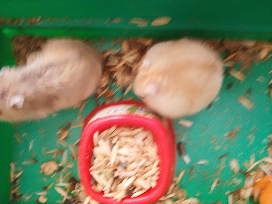 Джунгарские хомячки
