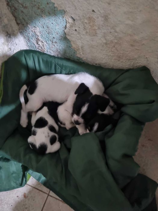 Doação de cachorros