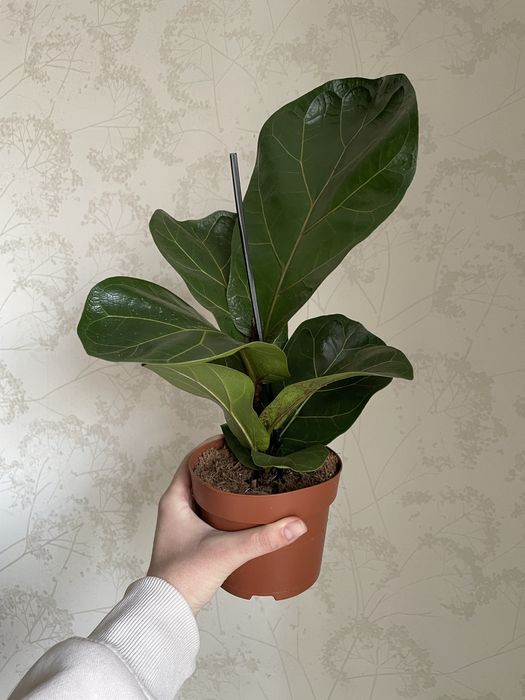 Лірата фікус бамбіно