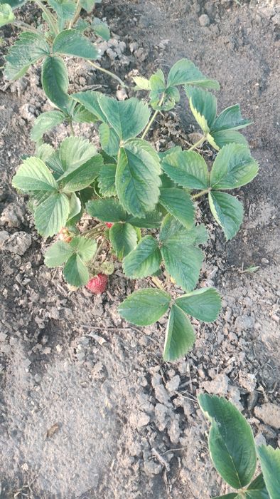 Саджанці полуниці сорт Хоней