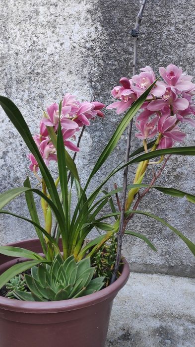 Orquídea rosa bebê
