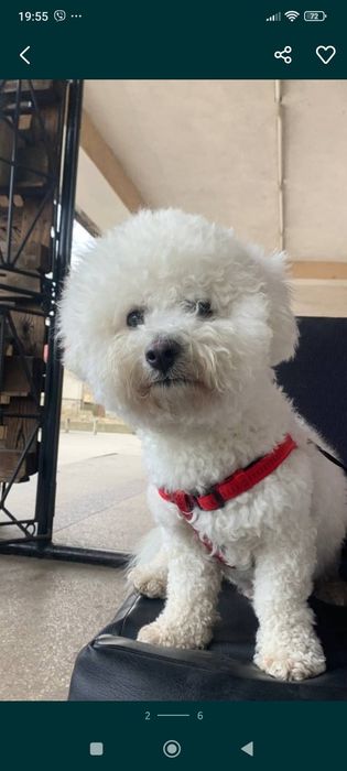 Бішон Фрізе,кобель  .