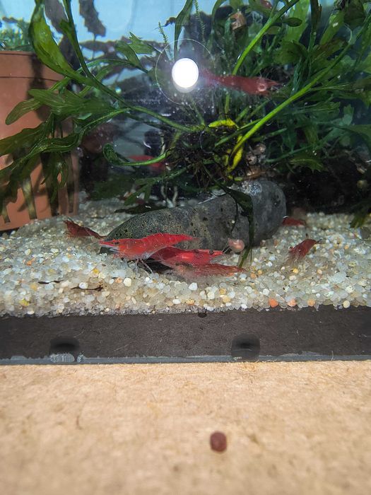 Neocaridinas Red Cherry