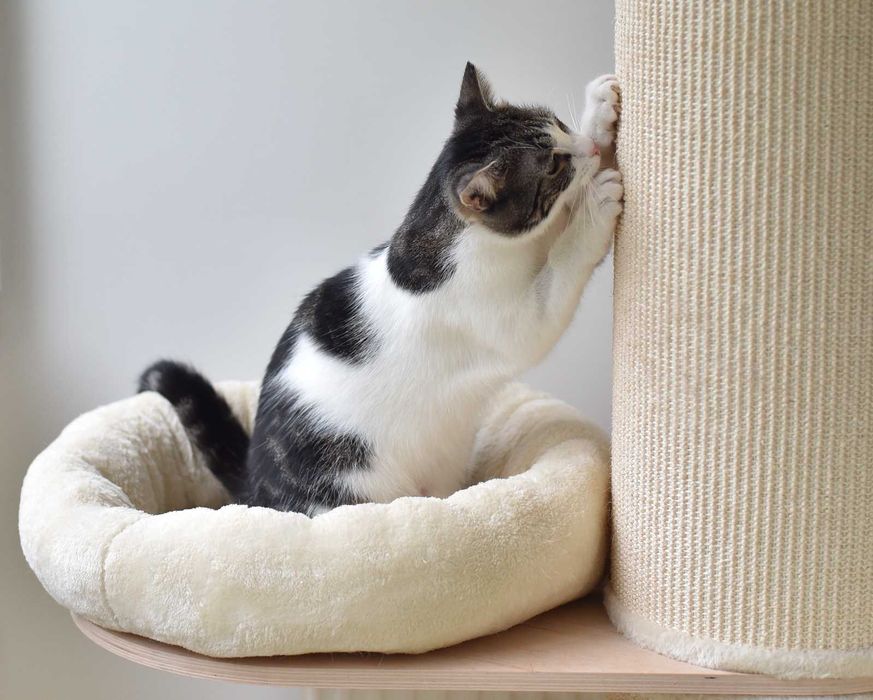 Kot do adopcji - BOBI, 1 rok