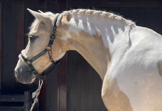 Cavalo malhado palomino para venda