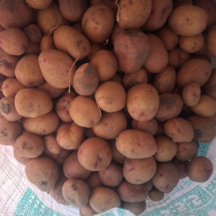 Продам дрібну картоплю