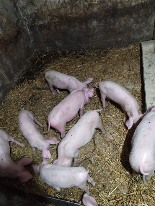 Свинятка 2 місяцьові