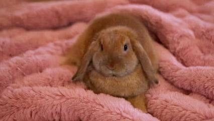 Эксклюзив!Нидерландский карликовый кролик из европейского питомника!